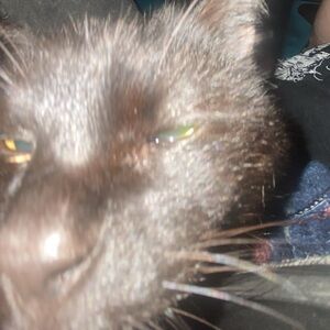 Meet your Posher, Anica